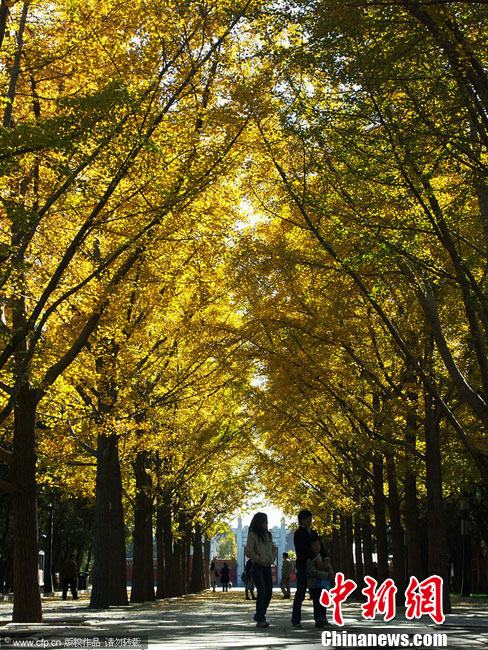 Dix quartiers pittoresques de Beijing en automne