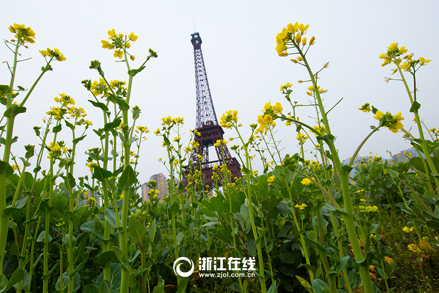 Photo prise le 11 mars à Hangzhou (province du Zhejiang) : réplique de la tour Eiffel au milieu d&apos;un champ de colza. 