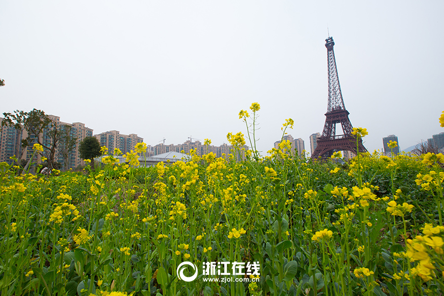 Des fleurs de colza y ont été plantées sur une grande superficie, donnant au site des airs printaniers. 