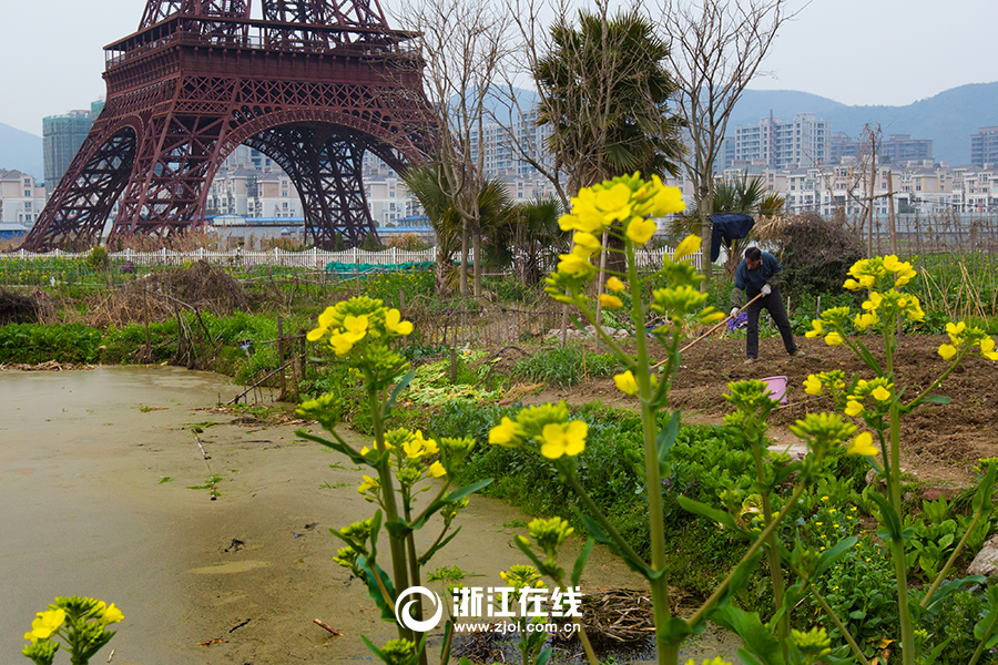 Hangzhou : la tour Eiffel dans les colzas
