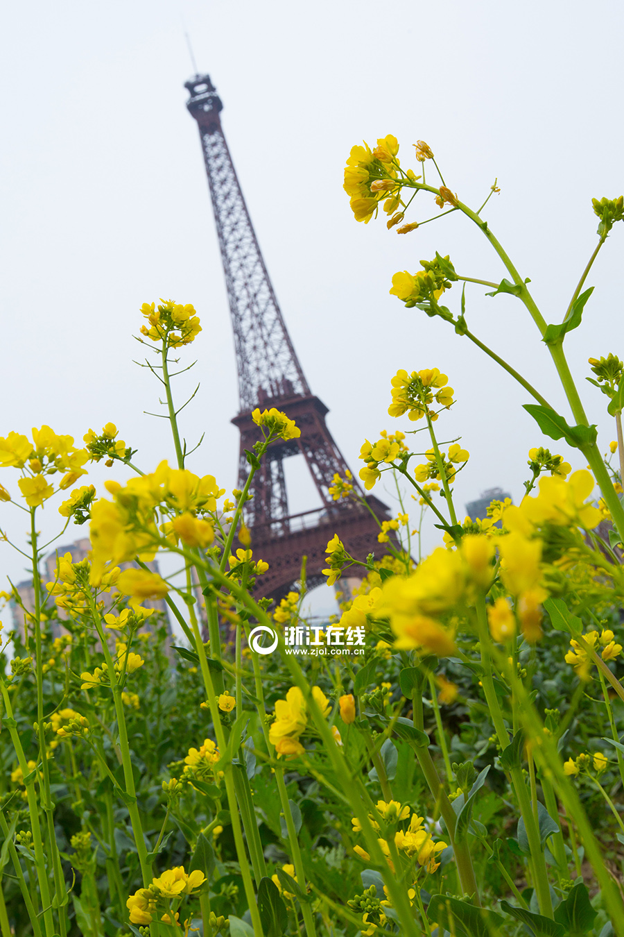 Hangzhou : la tour Eiffel dans les colzas