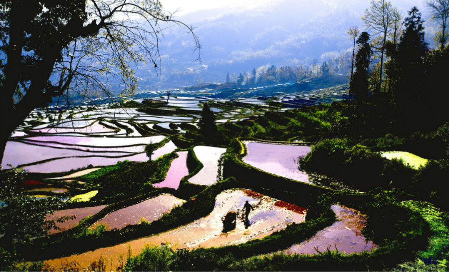 2. Les rizières en terrasses de Yuanyang (ou de Hani)