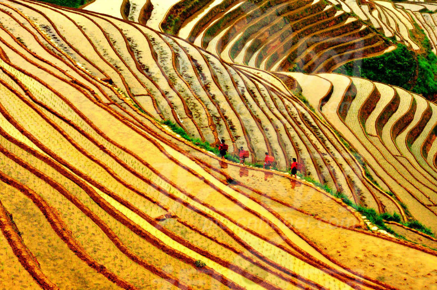 4. Les rizières en terrasses de Jiabang
