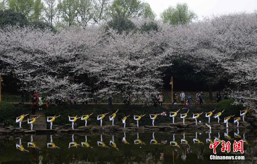 Hunan : séance de yoga en groupe sous les cerisiers en fleur