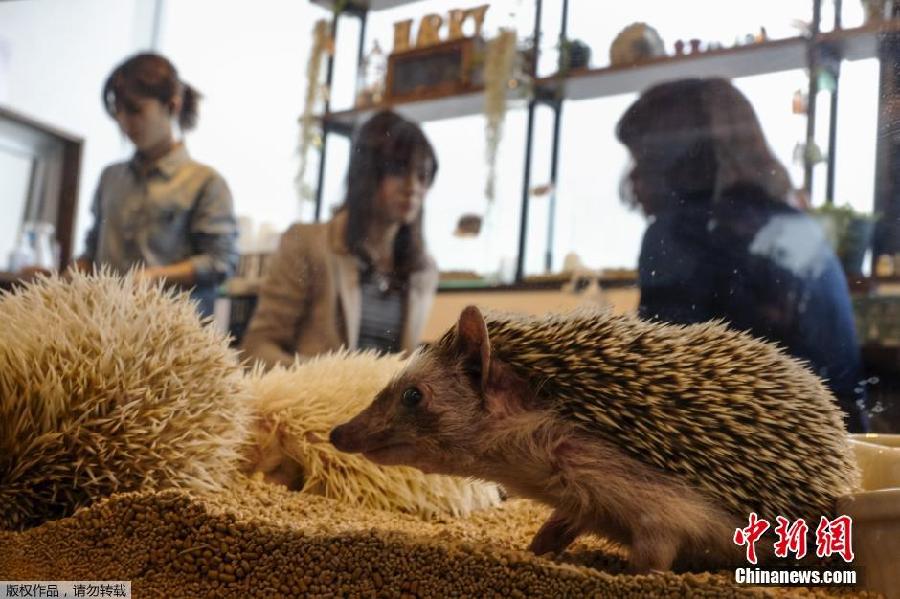Envie d'un câlin piquant ? Essayez le bar à hérissons de Tokyo !