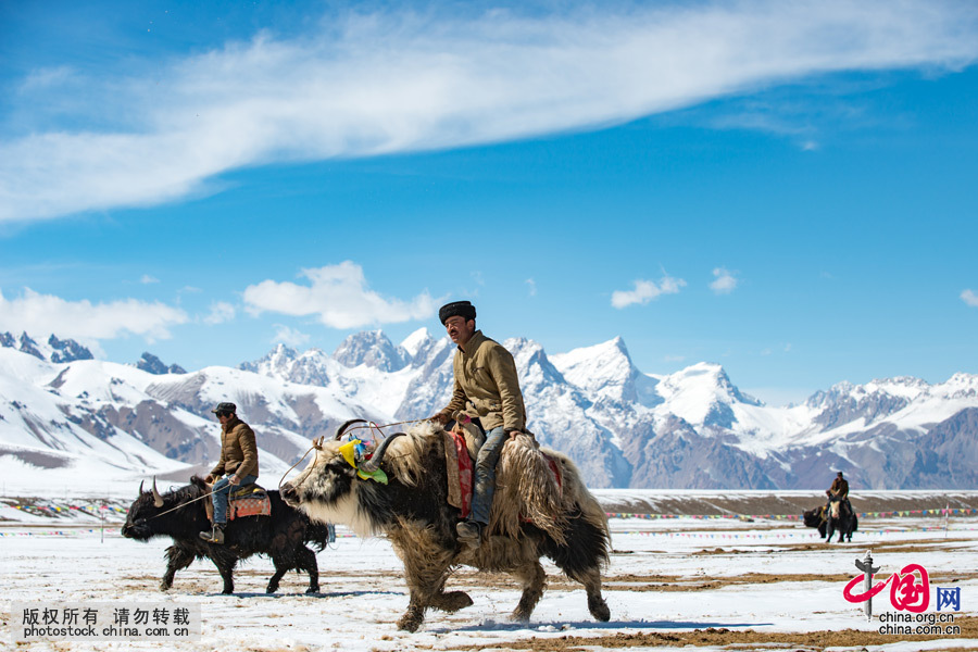 Les compétitions ont généralement lieu sur le plateau du Pamir à une altitude de 4000 mètres pendant un mariage ou lors des fêtes traditionnelles. 