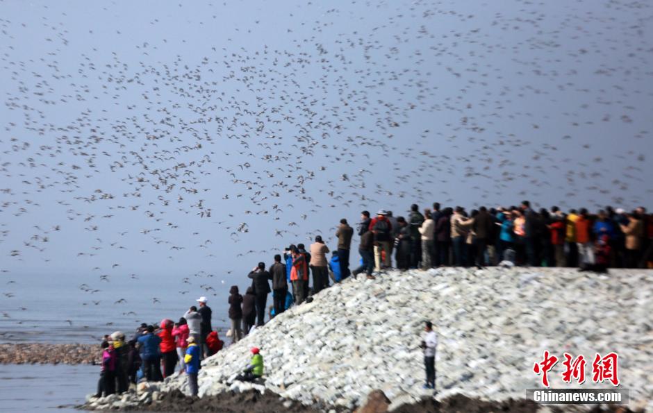 Des milliers d'oiseaux se réunissent sur le Yalou
