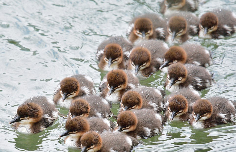 Ce harle bièvre sauvage fait le buzz sur Internet depuis qu'un photographe français l'a photographié en train de nager dans une rivière à l'est de la France avec ses 18 petits. Un harle bièvre ne peut généralement donner naissance qu'à maximum 12 poussins, et il est donc très rare de voir dans la nature une couvée de 18 petits.