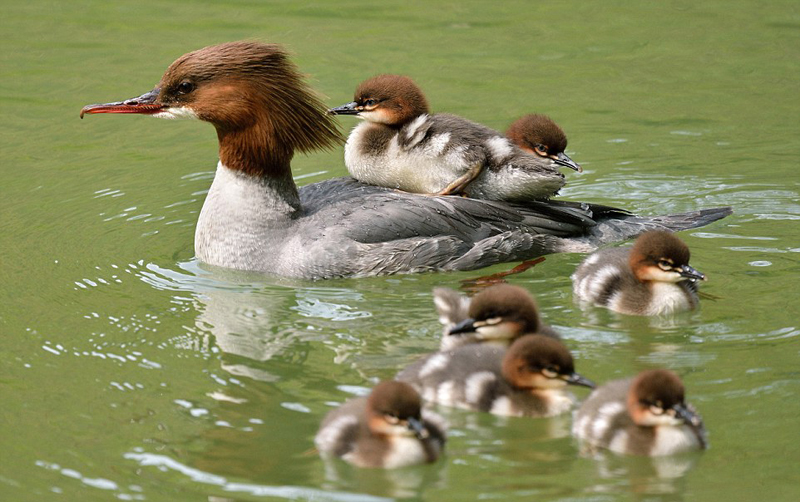 Ce harle bièvre sauvage fait le buzz sur Internet depuis qu'un photographe français l'a photographié en train de nager dans une rivière à l'est de la France avec ses 18 petits. Un harle bièvre ne peut généralement donner naissance qu'à maximum 12 poussins, et il est donc très rare de voir dans la nature une couvée de 18 petits.