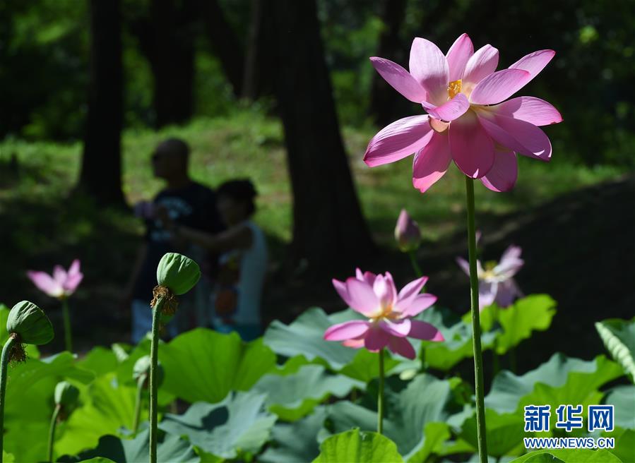 Le 13 juillet, les lotus de l'ancien palais d'Eté (Yuanmingyuan) étaient en pleine floraison.