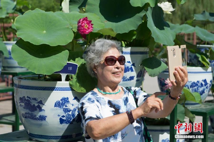 En outre, des lotus sont placés dans des pots de fleurs tout au long de l&apos;itinéraire de visite principal, pour permettre aux touristes de les admirer de près.