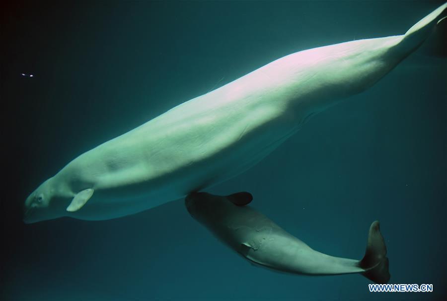 Un bébé béluga élevé avec succès dans le centre de la Chine