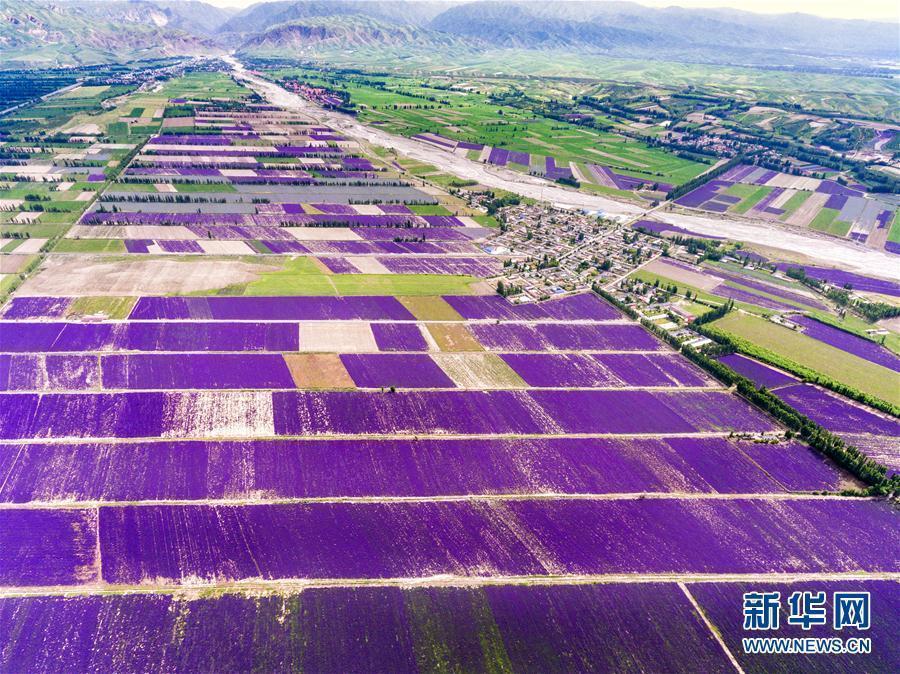 Photo prise le 14 juin dans une plantation de lavande de la vallée de Yili, dans la région autonome ouïghoure du Xinjiang (nord-ouest de la Chine).