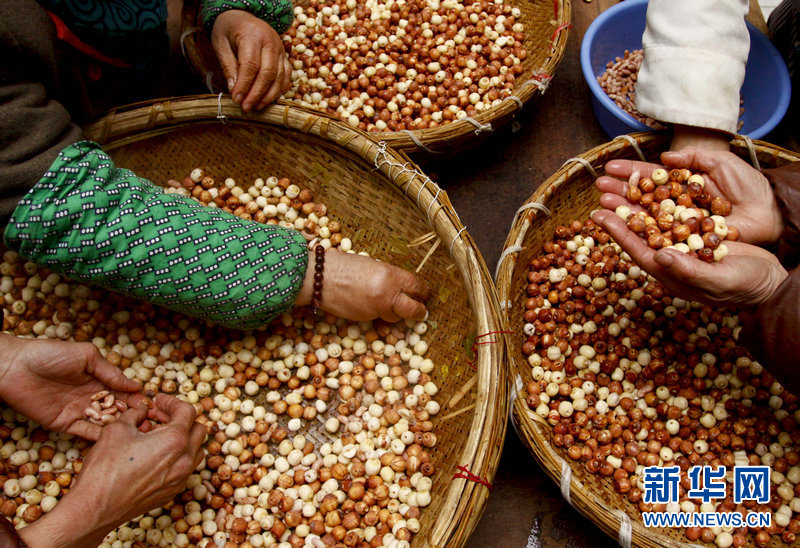 On sélectionne des graines de lotus, l&apos;un des ingrédients de la bouillie Laba, dans le temple Xingshan. 