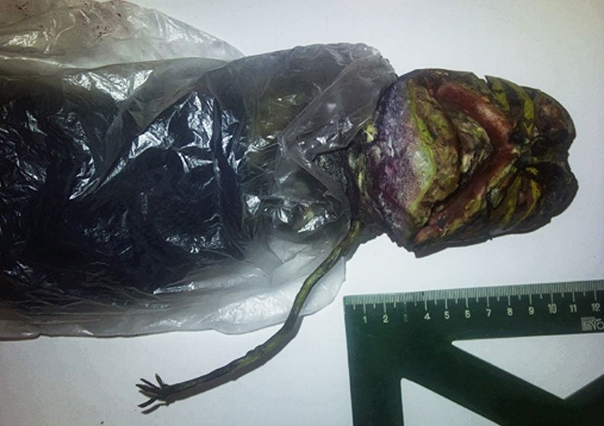 OVNI : un cadavre d'extraterrestre a été retrouvé en Russie