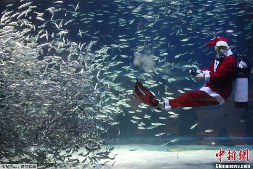 Le père Noël danse, entouré de milliers de sardines