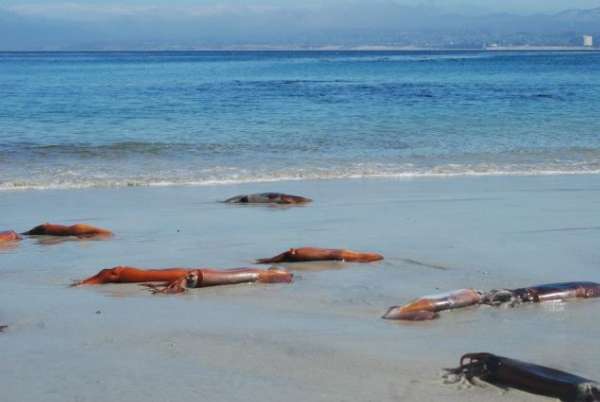 Un nouveau signe de la fin du monde? Des milliers de calmars retrouvés morts en Californie