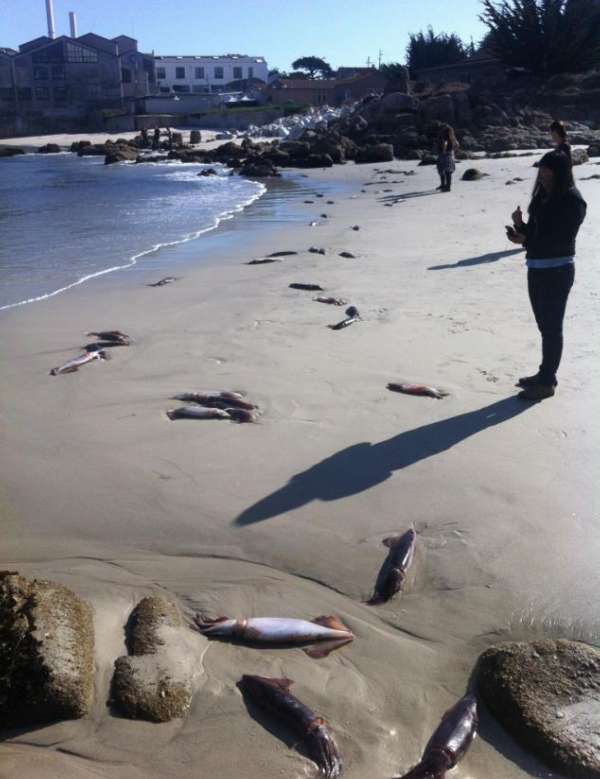 Un nouveau signe de la fin du monde? Des milliers de calmars retrouvés morts en Californie