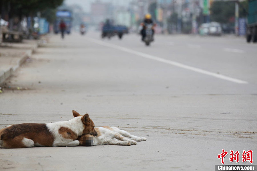 Fidèle jusqu'à ce que la mort les sépare : un chien refuse de quitter sa compagne décédée